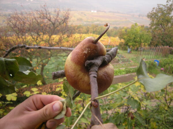 Peri Trentossi