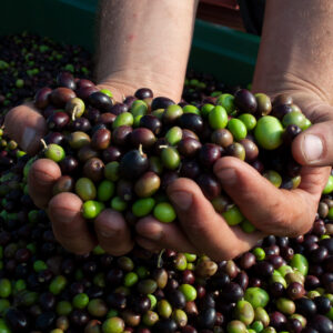OLIO EVO LOCALE 2 LITRI LATTA