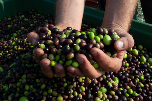 OLIO EVO LOCALE 2 LITRI LATTA