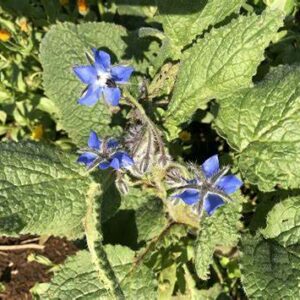 Borragine