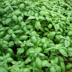 basilico sfuso