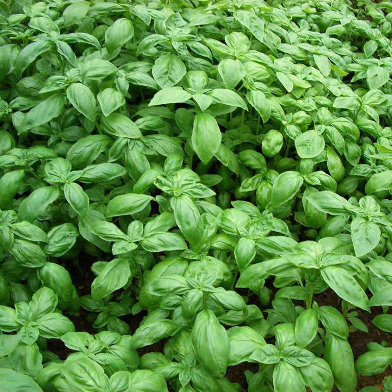 basilico sfuso