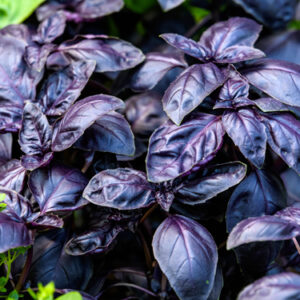 basilico rosso sfuso