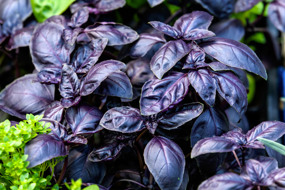 basilico rosso sfuso