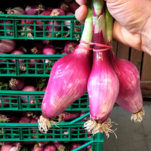 cipolla rossa tonda, dolce