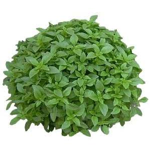 basilico greco a mazzetto