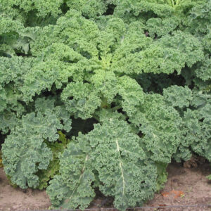 cavolo riccio verde