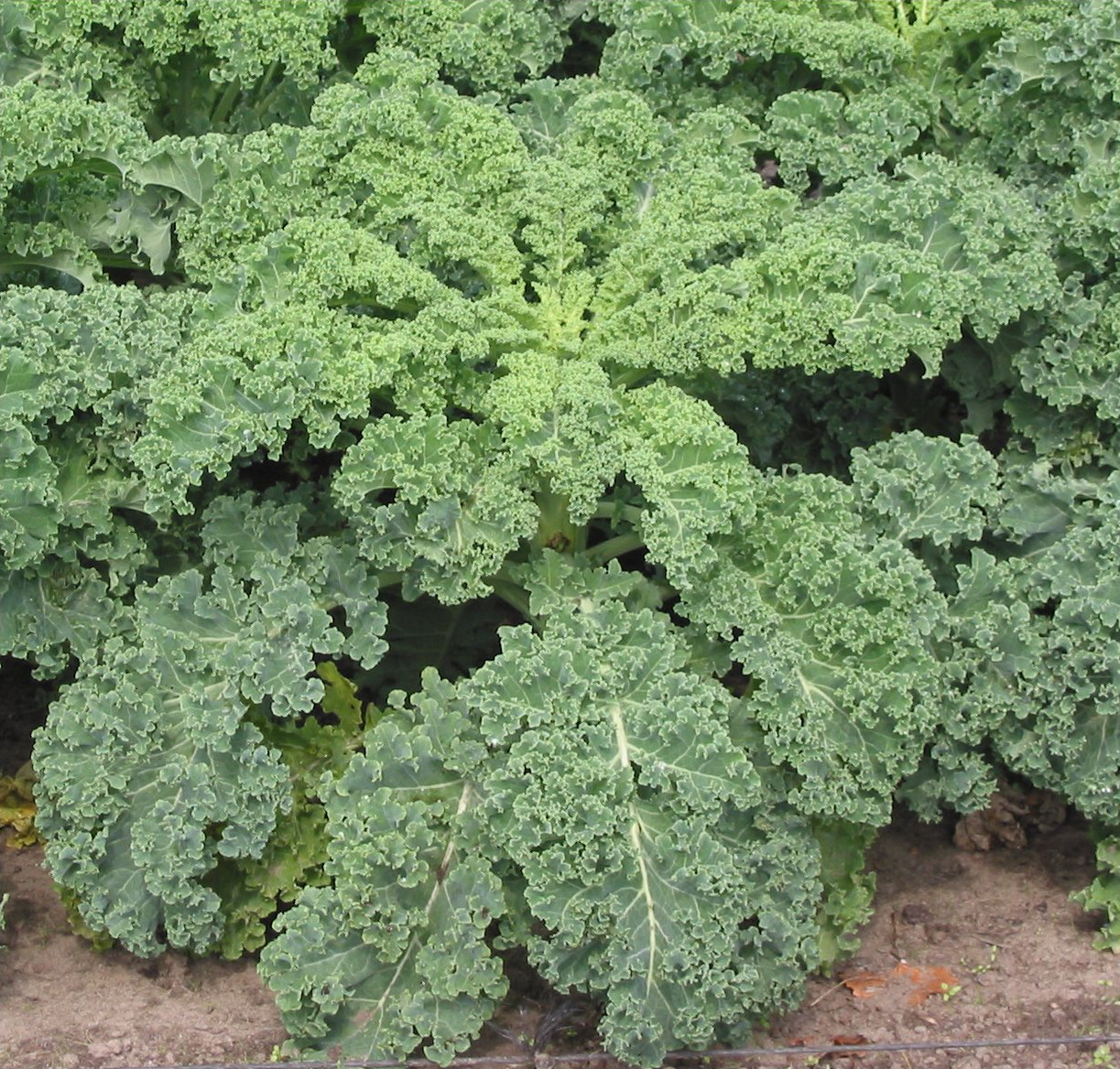 cavolo riccio verde