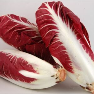 radicchio rosso lungo precoce