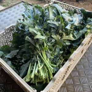Broccolo Fiolaro