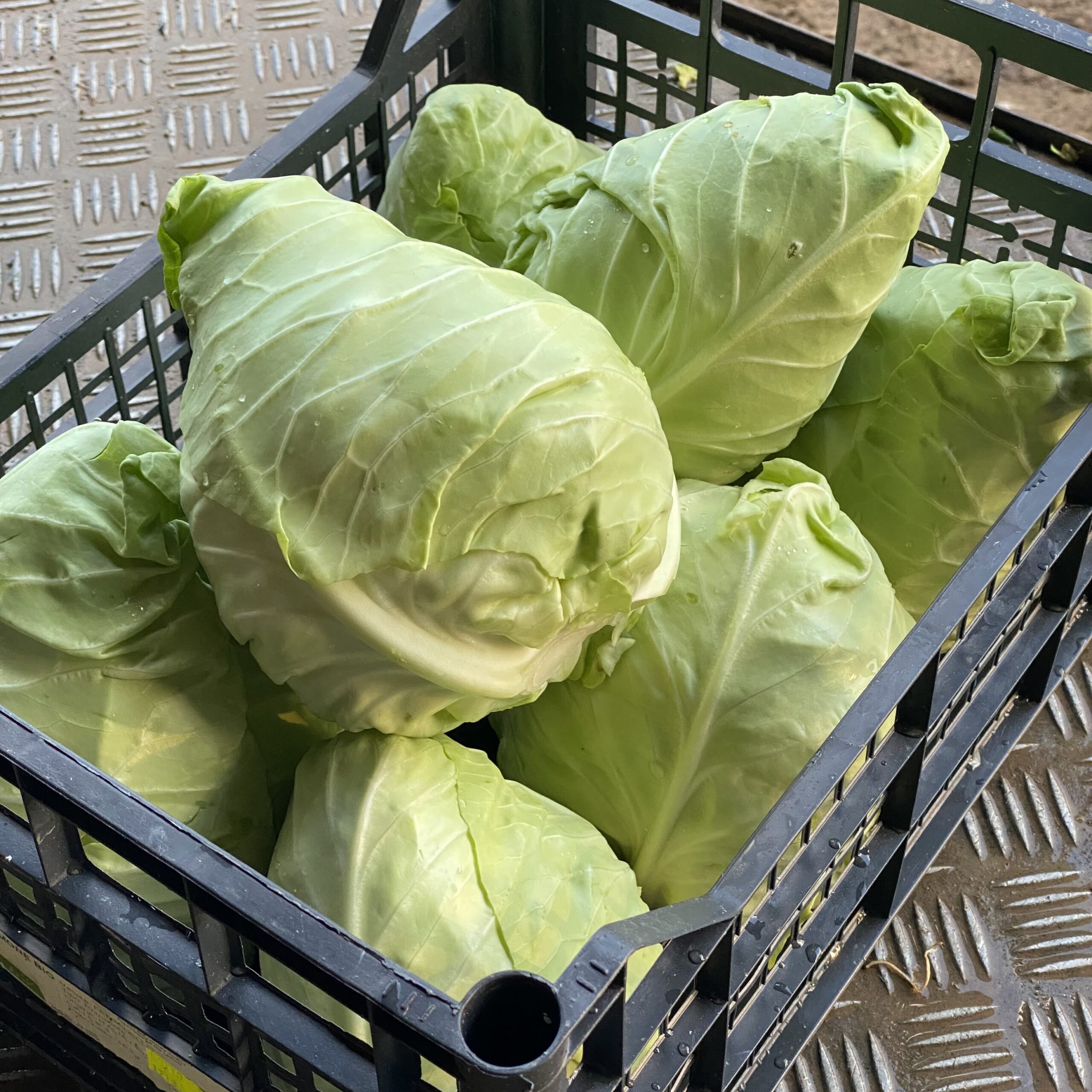 Cavolo Cappuccio Verde a Punta