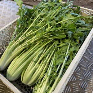 Puntarella (solo foglie)