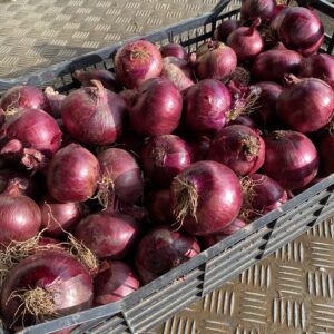 Cipolla Rossa Tonda
