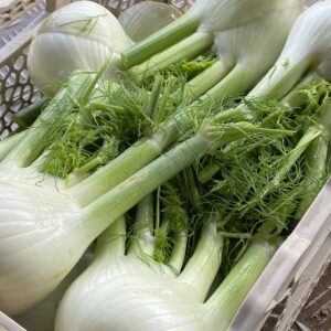 Finocchio