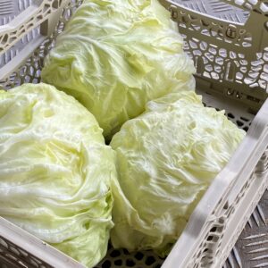 Radicchio Tondo Bianco