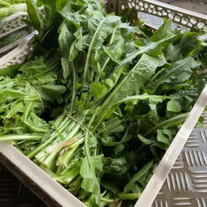 Radicchio da Campo