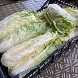 Radicchio Pan di Zucchero