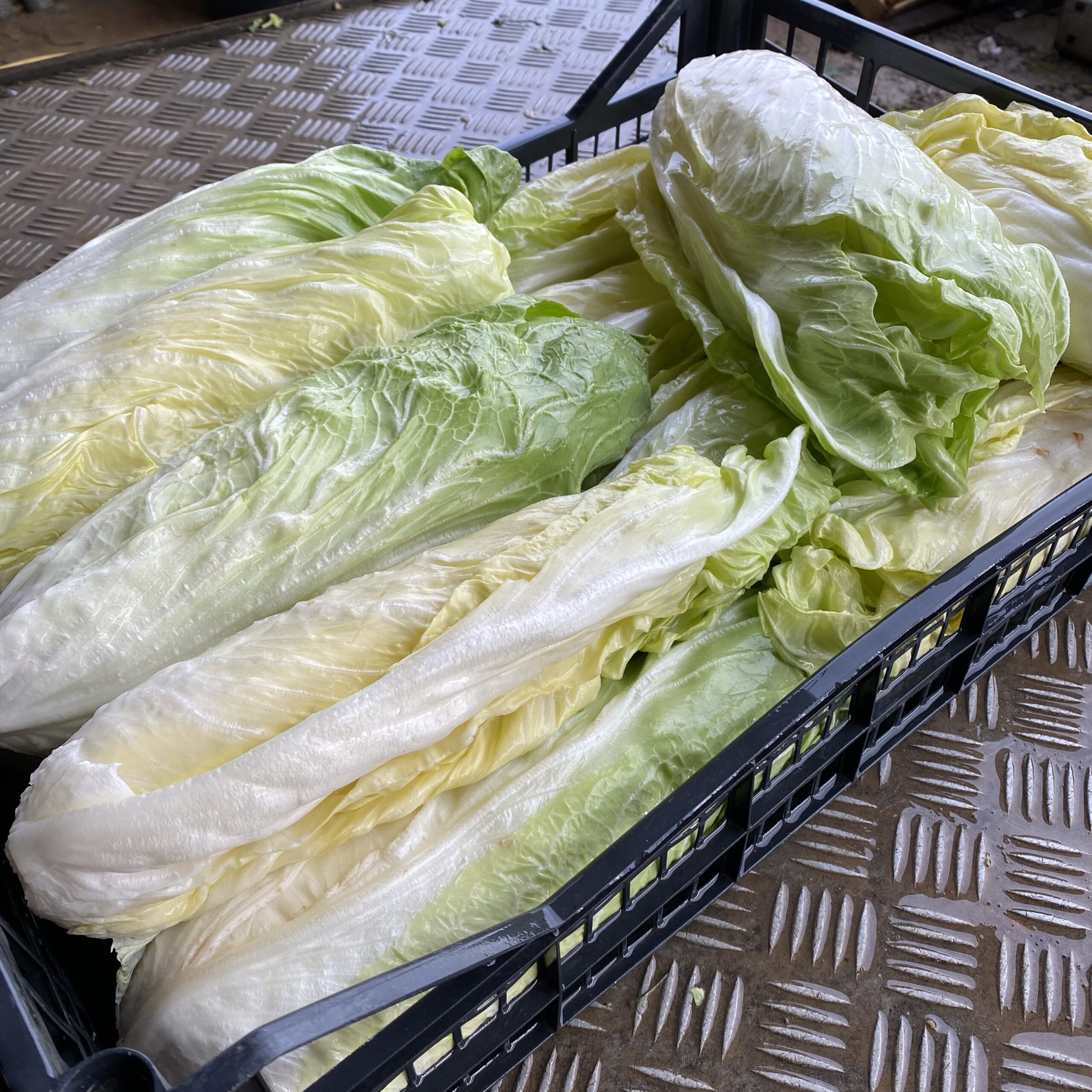 Radicchio Pan di Zucchero