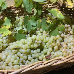 Uva Bianca Garganega