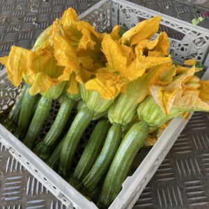 Zucchina Piccola con Fiore