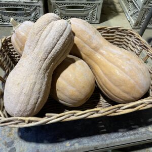 Zucca Violina